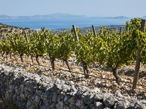 Navodnjavanje vinograda